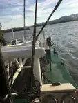 Dredger na sprzedaż