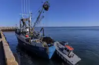 Żalotnik na sprzedaż