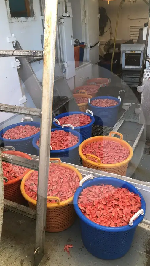 Trawler denny na sprzedaż