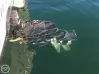 Trawler na sprzedaż