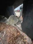 Holownik na sprzedaż