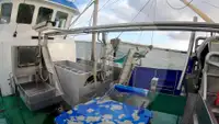 Trawler denny na sprzedaż