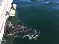 Trawler na sprzedaż