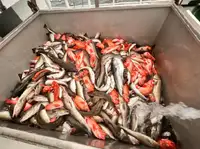 Trawler rybacki na sprzedaż